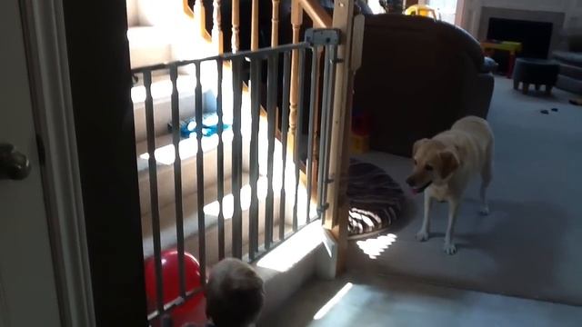 Surprise poop while playing with a balloon смотреть онлайн