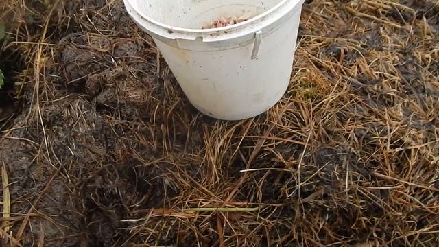 Если еще так не сделали, обязательно посадите по клубнике смотреть онлайн