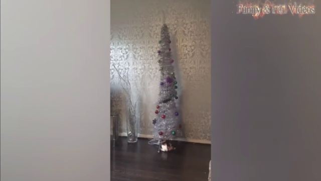 новогодние коты и кошки смотреть онлайн