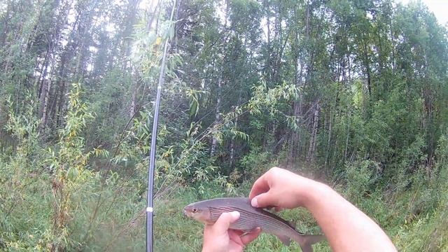 Ловля Хариуса на Балду ( верховой настрой )