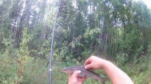 Ловля Хариуса на Балду ( верховой настрой )