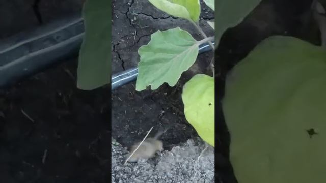 Сфинкс Бася прекрасно ловит мышей.Он охотник,а не комнатный,декоративный кот. смотреть онлайн