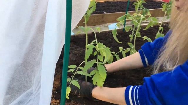 Сажаем рассаду томатов на грядку. Доделали грядки, посадили морковь, лук, свеклу, зелень.