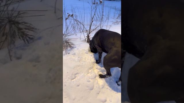 Трой🥰#cane #tttt #канекорсо #canecorso #canecorsoitaliano #канекорсоитальяно смотреть онлайн