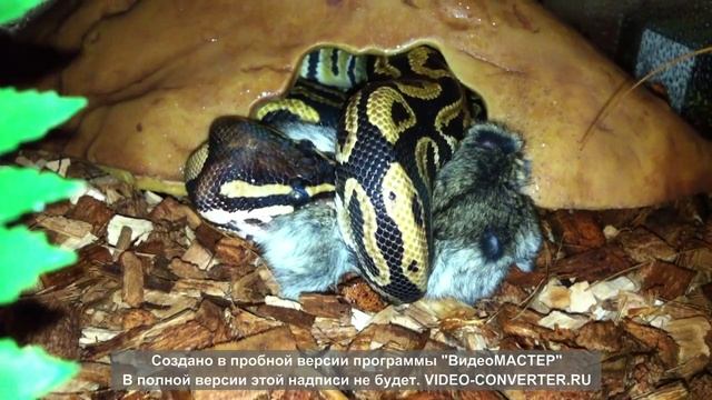 Python regius eats hamster/ Питон региус ест хомяка смотреть онлайн