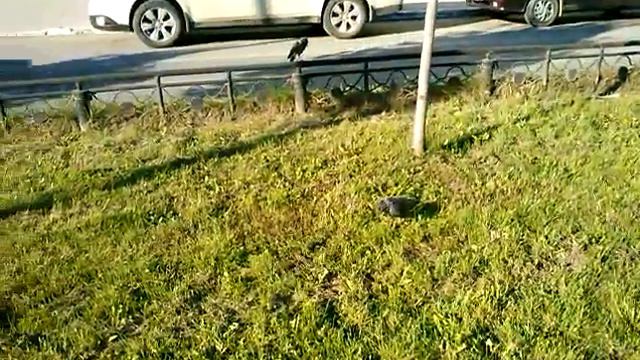 Very beautiful dove Очень красивый голубь смотреть онлайн