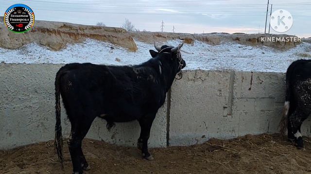 🐄МАЛ БАЗАР 🐃#тахиаташ#каракалпакистан#узбекистан#казакстан#базар#рынок#быки#коровы#сыйыр#цены#шопте смотреть онлайн