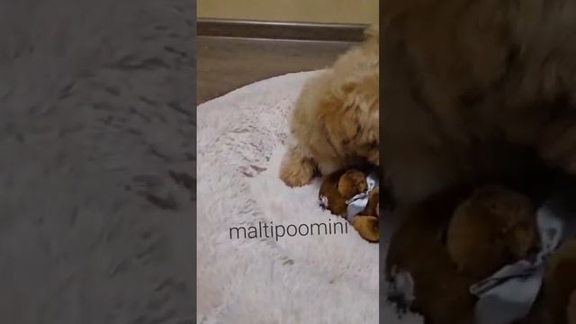 🥰👌Щенки мальтипу линии Ф1 -доступны www.maltipoomini.ru смотреть онлайн