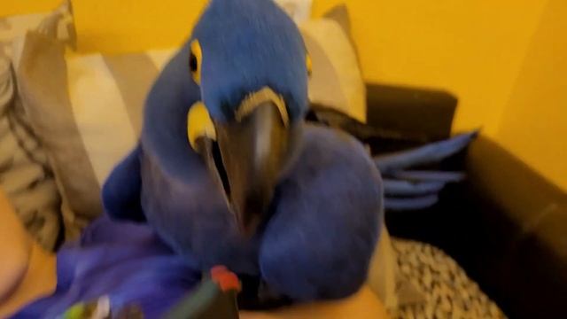 Утро попугаев и людей. Попугай ара, какаду, гиацинтовый Ара, попугай валяется в кровати. смотреть онлайн