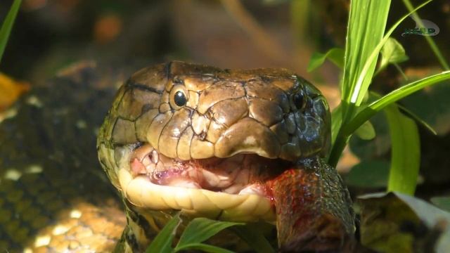 Species Spotlight Ophiophagus hannah смотреть онлайн