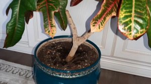 Мои секреты в уходе за КРОТОНОМ