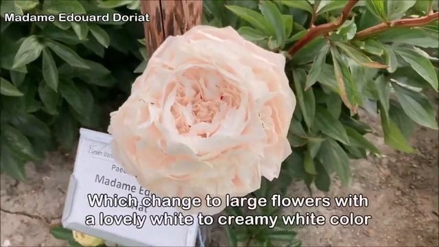 Peony Madame Edouard Doriat - Peony Plants And Roots Online.