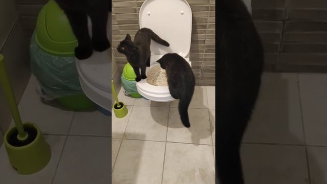 Приучаем Лайлу и Малыша ходить на унитаз, как взрослые! смотреть онлайн
