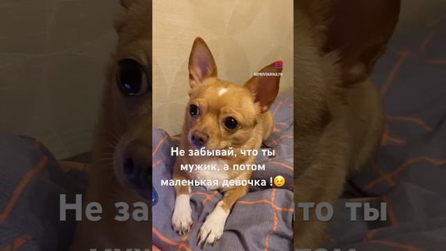 Чихуахуа #приколы #чихуахуа #собака #dog #приколысживотными #shortsvideo #shortvideo смотреть онлайн