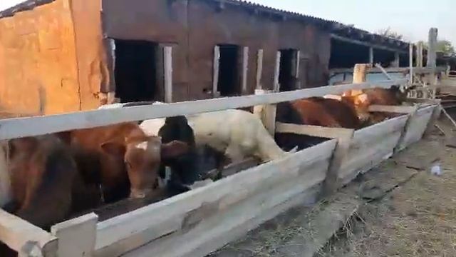 #быки#прадаёотса#100#голов#средний#вес#175#кг#можан#таджикистан#узбекистан#+79220355557# смотреть онлайн