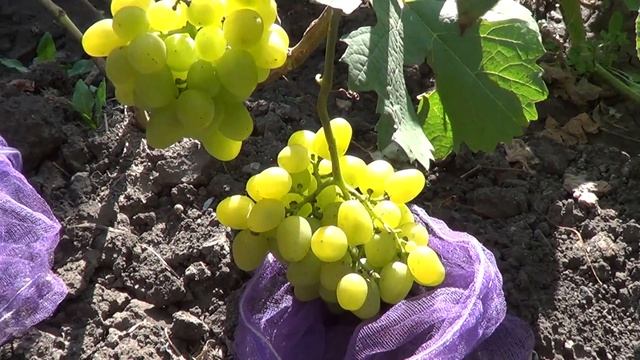 Сорт винограда Супер Экстра смотреть онлайн