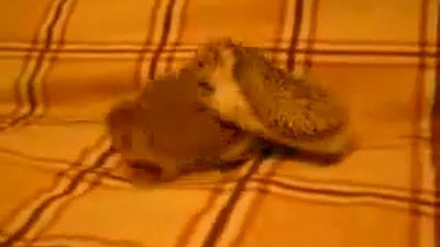 ежыки просто жесть.flv смотреть онлайн