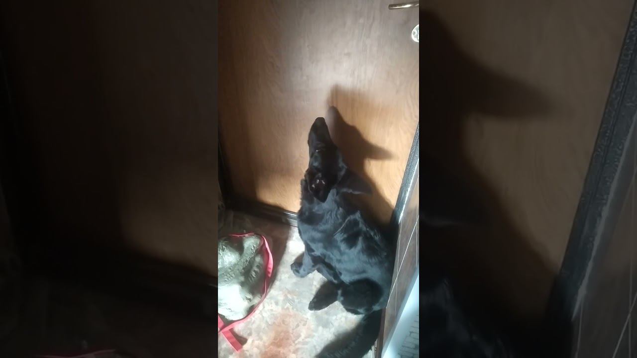 ВЕО черная Восточно Европейская Овчарка 1 смотреть онлайн