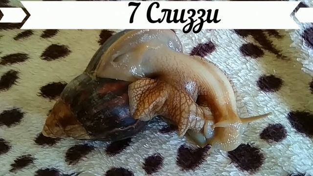 КАК НАЗВАТЬ УЛИТКУ Имена для улиток ДОМАШНИЕ УЛИТКИ АХАТИНЫ Улитка ахатина видео КАНАЛ ПРО ЖИВОТНЫ смотреть онлайн