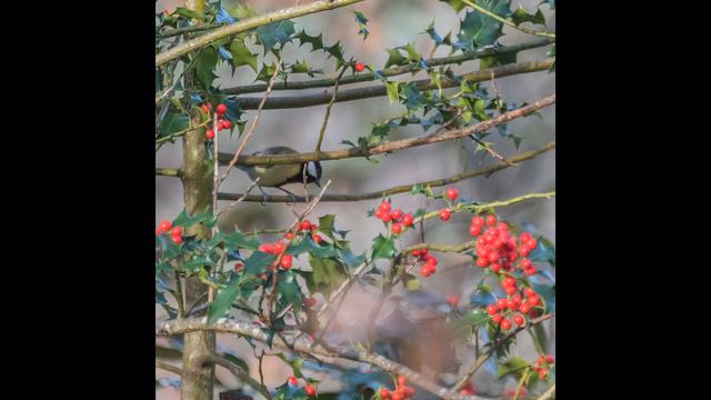 PLANTAS MÁGICAS Arce, Alerce, Artemisa, Ajenjo, Avellano, Abeto, Angélica, Agapanto, acebo, acónito смотреть онлайн