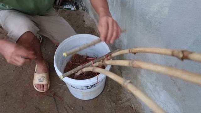 How to grow Purple dragon fruit from cuttings with avocado fruit into rainbow смотреть онлайн