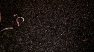 Новые Обитатели Червячника Кто Еще Обитает в Червячнике Паразиты Вредители в Червеводстве