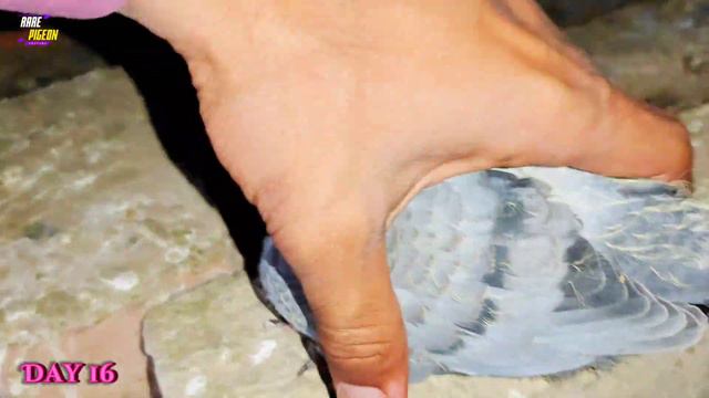 Pigeon Hatched A baby From The Egg | Growth 1 to 29 days progress смотреть онлайн