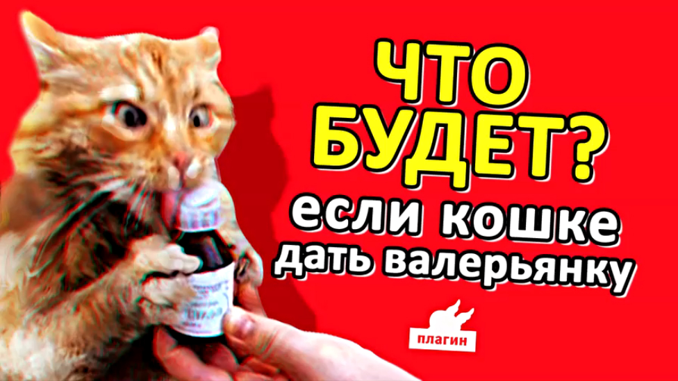 Что будет если коту дать валерьянку? 