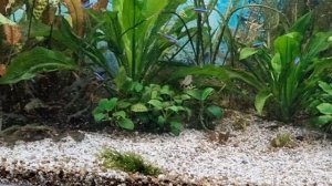 Аквариум помпа для течения