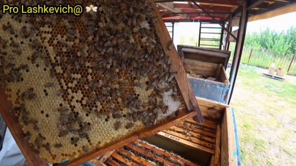 Buckfast bee a month later / Бакфаст спустя месяц