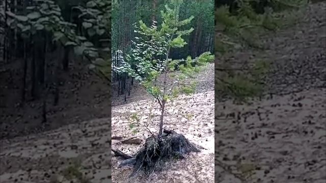 Чудо-дерево выросло из старого пня смотреть онлайн