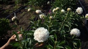 Пион Gladys Hodson. Май 2018