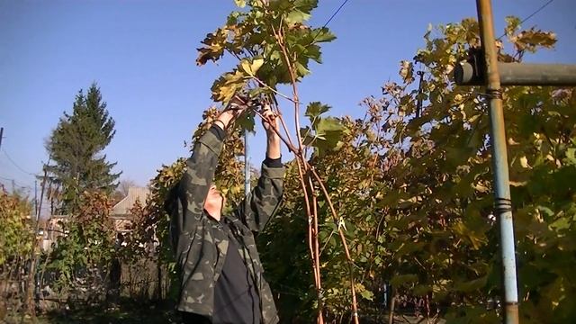Обрезка 5 летнего куста винограда смотреть онлайн