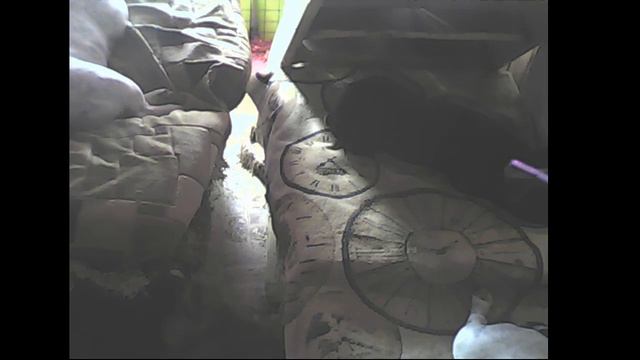 Щенки голубого французского бульдога Барни смотреть онлайн