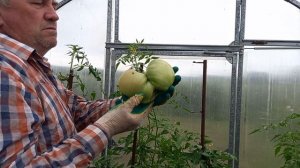 Вырос гигантский помидор-гулливер.