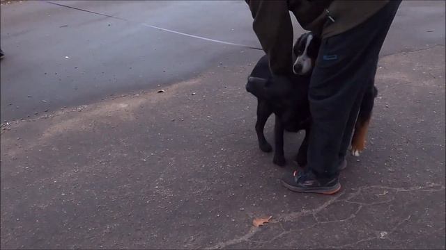 Метис Амстафф Терьера и Бернский зенненхунд / Metis Amstaff Terrier And Bernese Mountain Dog