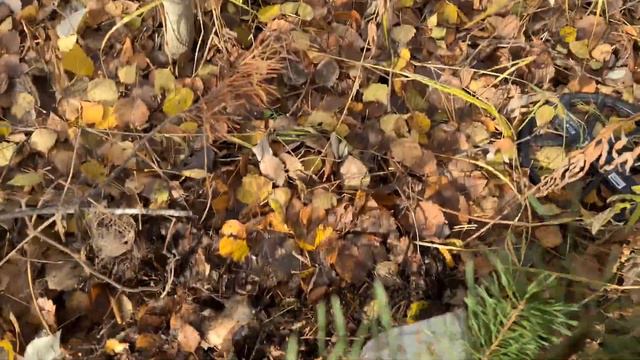 Здесь давно не ступала нога человека!