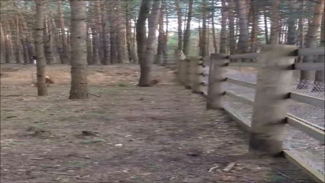 @dkoldun и @set_set в заповеднике смотреть онлайн