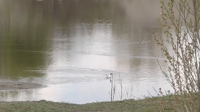 Кровообращение головы и шеи Настрои академика Сытина Г.Н. смотреть онлайн