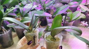 Применение HB-101 на орхидеях. Антистрессант, стимулятор роста и цветения