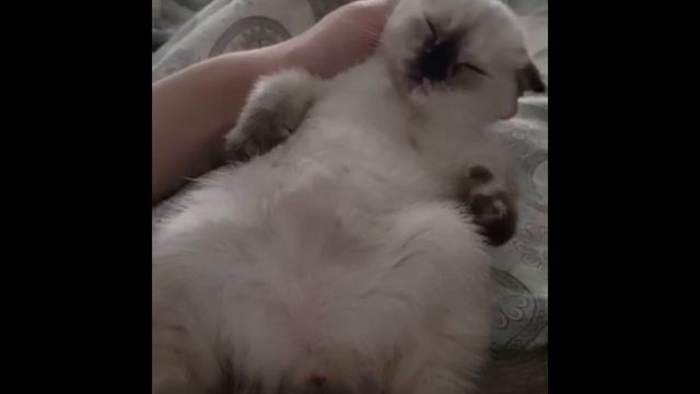 Котёнок спит смотреть онлайн