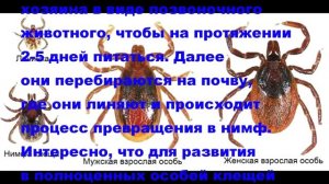 Как размножаются клещи?