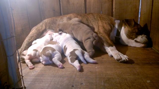 Filhotes Bulldog Campeiro/ Brazilian Bulldog Puppies