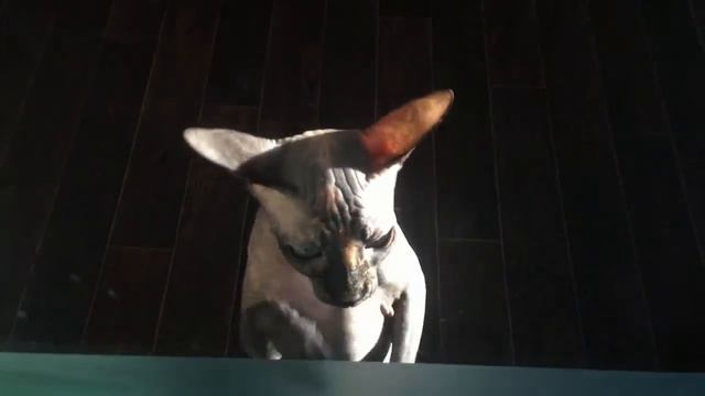 Кошка Сфинкс Коряба корябает мне мозг :) Страшное животное... смотреть онлайн