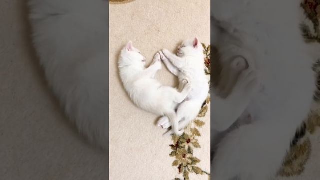 British Cute White Kittens Of Cat Kylie.Brothers. Британские милые белые котята кошки Кайли. Братья смотреть онлайн