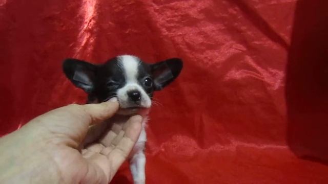 Шенок чихуахуа черного с белым окраса смотреть онлайн