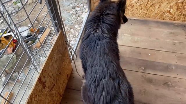 Я ЕГО СДЕЛАЛ, А СОБАКАМ НЕ ПОНРАВИЛОСЬ смотреть онлайн