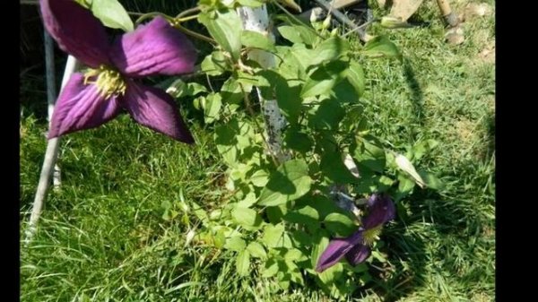 Clematis Jackmanii Zojapur, Isago and Aromatica