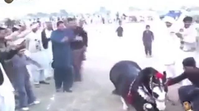 Лошадь танцует!)))) смотреть онлайн