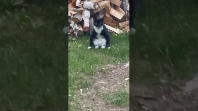 Это он дрова рубил ? смотреть онлайн